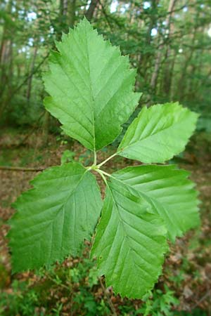 Sorbus meyeri / Meyer's Whitebeam, D Külsheim 4.6.2016