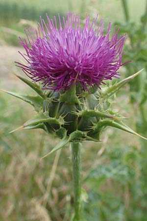 Silybum marianum / Milk Thistle, D Sandhausen 16.6.2016