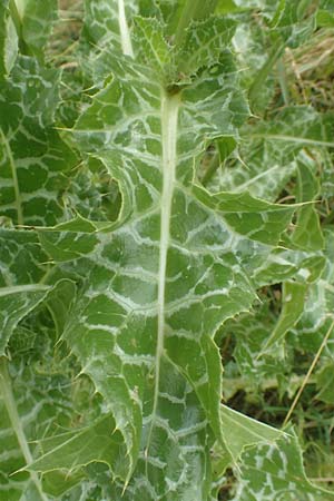 Silybum marianum \ Marien-Distel / Milk Thistle, D Sandhausen 16.6.2016