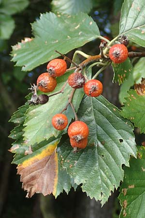 Sorbus meyeri \ Meyers Mehlbeere / Meyer's Whitebeam, D Külsheim 2.10.2016