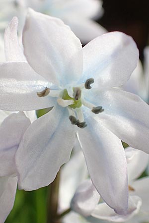 Scilla mischtschenkoana \ Persischer Blaustern, Kaukasische Sternhyazinthe / Early Scilla, White Squill, D Mannheim 11.3.2017