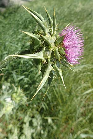 Silybum marianum \ Marien-Distel, D Lorsch 25.5.2017