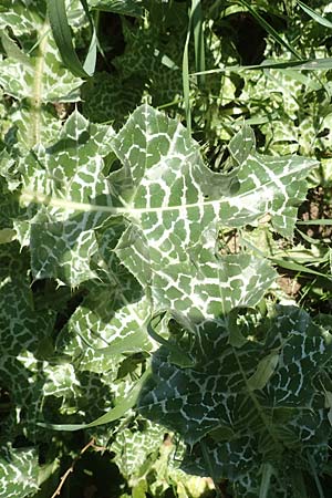 Silybum marianum \ Marien-Distel, D Lorsch 25.5.2017