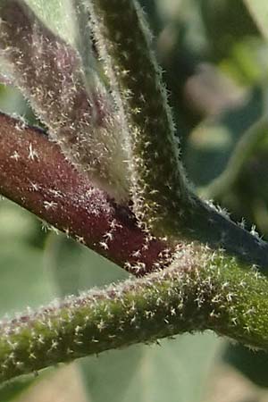 Solanum melongena / Aubergine, Eggplant, D Mannheim 19.9.2018