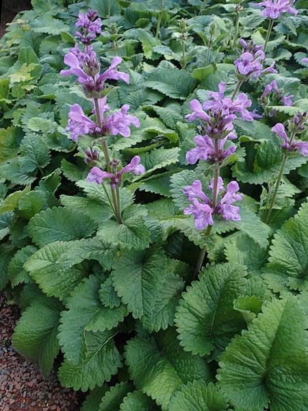 Stachys macrantha / Caucasus Woundwort, Betony Woundwort, D Botan. Gar. Krefeld 13.6.2019