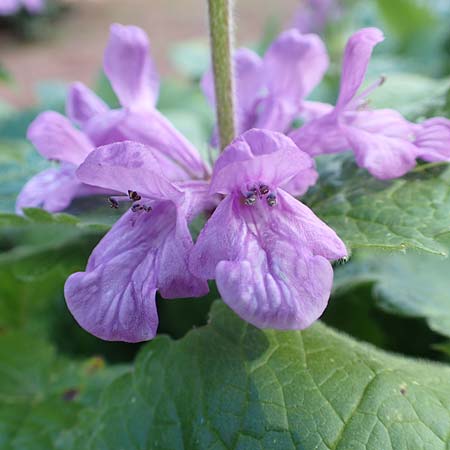 Stachys macrantha / Caucasus Woundwort, Betony Woundwort, D Botan. Gar. Krefeld 13.6.2019