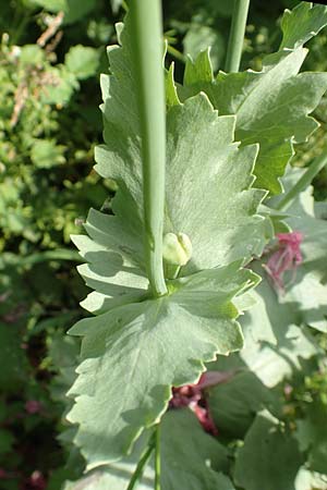 Papaver somniferum \ Schlaf-Mohn / Opium Poppy, D Frankfurt-Schwanheim 22.6.2019