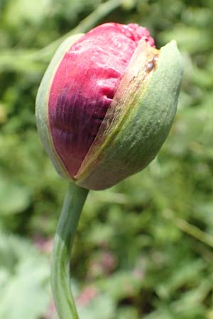 Papaver somniferum \ Schlaf-Mohn / Opium Poppy, D Frankfurt-Schwanheim 22.6.2019