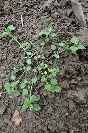 Stellaria media \ Vogelmiere / Common Chickweed, D Bensheim 1.10.2019