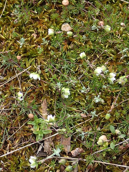 Spergula morisonii \ Frhlings-Sprgel / Pearlwort Spurrey, D Schwetzingen 14.3.2020