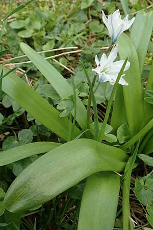 Scilla mischtschenkoana \ Persischer Blaustern, Kaukasische Sternhyazinthe / Early Scilla, White Squill, D Ludwigshafen 18.3.2020