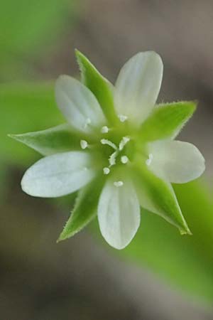 Moehringia trinervia \ Wald-Nabelmiere / Three-Nerved Sandwort, D Viernheim 9.5.2021