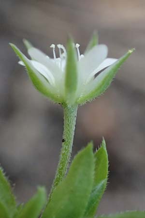 Moehringia trinervia \ Wald-Nabelmiere, D Viernheim 9.5.2021