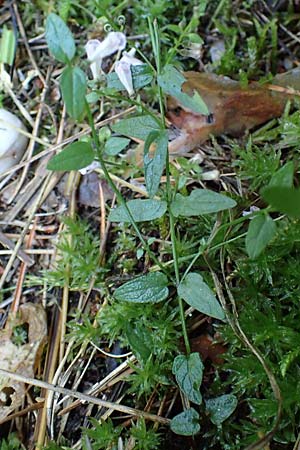 Scutellaria minor \ Kleines Helmkraut, D Mörfelden-Walldorf 14.8.2021