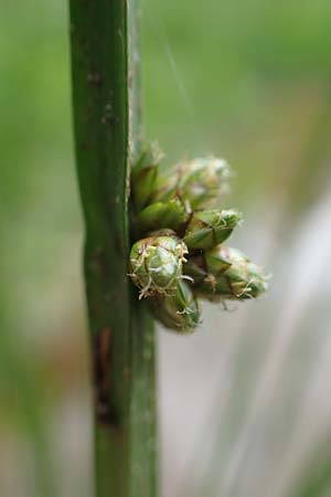 Schoenoplectiella mucronata \ Stachelspitzige Teichsimse, D Freigericht 23.6.2023