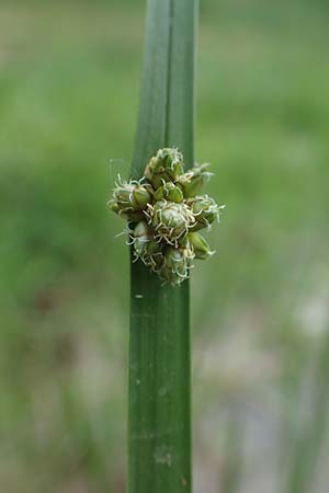 Schoenoplectiella mucronata \ Stachelspitzige Teichsimse / Bog Bulrush, D Freigericht 23.6.2023