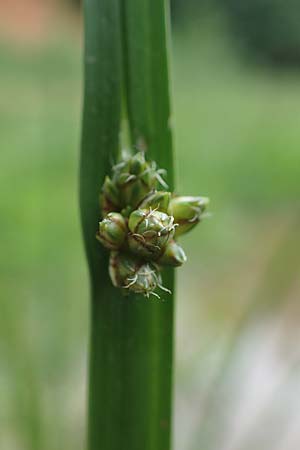 Schoenoplectiella mucronata \ Stachelspitzige Teichsimse / Bog Bulrush, D Freigericht 23.6.2023