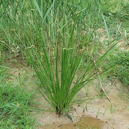 Schoenoplectiella mucronata \ Stachelspitzige Teichsimse / Bog Bulrush, D Freigericht 23.6.2023