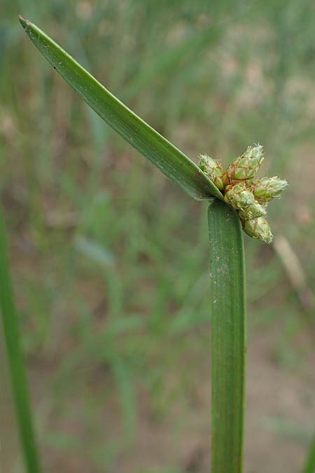 Schoenoplectiella mucronata \ Stachelspitzige Teichsimse / Bog Bulrush, D Freigericht 23.6.2023