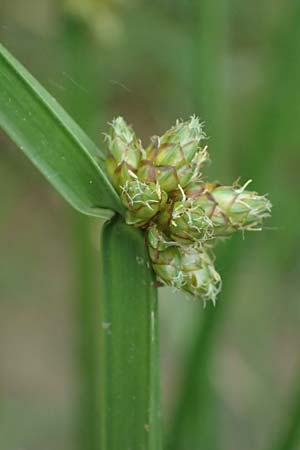 Schoenoplectiella mucronata \ Stachelspitzige Teichsimse / Bog Bulrush, D Freigericht 23.6.2023