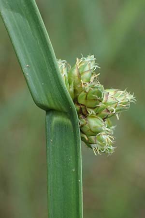 Schoenoplectiella mucronata \ Stachelspitzige Teichsimse / Bog Bulrush, D Freigericht 23.6.2023