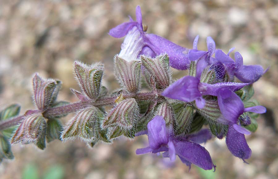 Salvia nutans \ Nickender Salbei / Nodding , D Botan. Gar.  Universit.  Mainz 13.9.2008