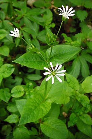 Stellaria nemorum \ Hain-Sternmiere / Wood Stitchwort, D Odenwald, Reichelsheim 2.5.2015