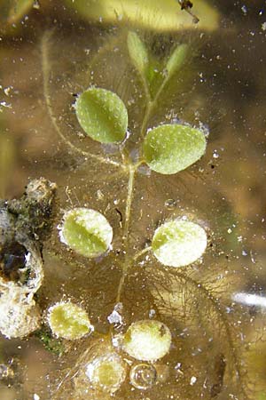 Salvinia natans \ Gemeiner Schwimmfarn, D Altlussheim 26.5.2015