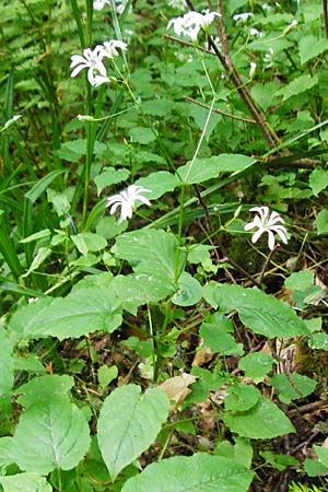 Stellaria nemorum \ Hain-Sternmiere, D Zwingenberg am Neckar 31.5.2015