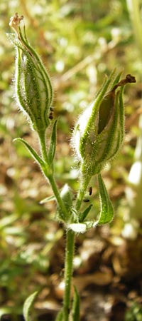 Silene noctiflora \ Nacht-Leimkraut, Acker-Lichtnelke / Night-Flowering Catchfly, D Mühlacker-Großglattbach 6.7.2015