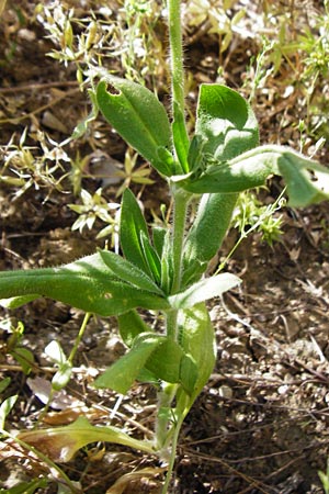 Silene noctiflora \ Nacht-Leimkraut, Acker-Lichtnelke, D Mühlacker-Großglattbach 6.7.2015