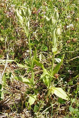 Silene noctiflora \ Nacht-Leimkraut, Acker-Lichtnelke, D Nördlingen 10.7.2015