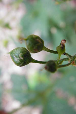 Scrophularia nodosa \ Knotige Braunwurz / Common Figwort, D Weinheim an der Bergstraße 20.7.2015