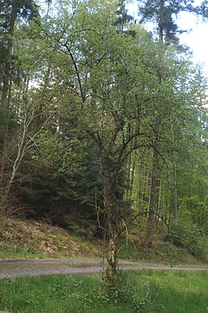 Sambucus nigra \ Schwarzer Holunder / Elder, D Odenwald, Breuberg 28.4.2016