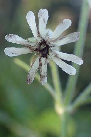 Silene nutans \ Nickendes Leimkraut / Nottingham Catchfly, D Pfronten 28.6.2016