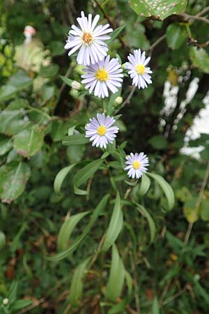 Symphyotrichum lanceolatum \ Lanzett-Herbst-Aster, D Obernburg am Main 17.9.2016