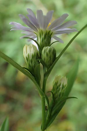 Symphyotrichum lanceolatum \ Lanzett-Herbst-Aster / Narrow-Leaved Michaelmas Daisy, White Panicle Aster, D Obernburg am Main 17.9.2016