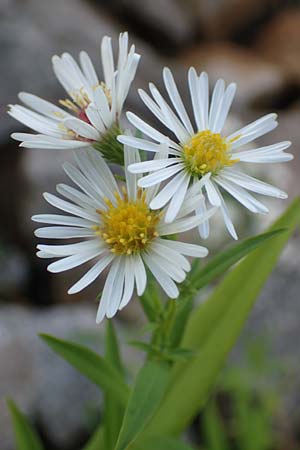 Symphyotrichum lanceolatum \ Lanzett-Herbst-Aster, D Laudenbach am Main 2.10.2016