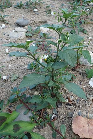 Solanum nigrum \ Schwarzer Nachtschatten, D Köln-Zündorf 22.8.2018