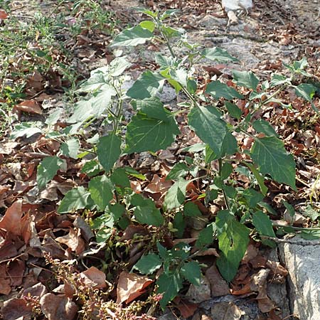 Solanum nigrum \ Schwarzer Nachtschatten / Black Nightshade, D Mannheim 11.10.2018