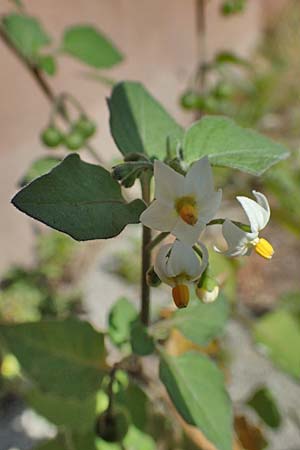 Solanum nigrum subsp. luteovirescens \ Gelbgrner Nachtschatten / Greenish Nightshade, D Mannheim 15.9.2019