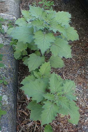 Solanum nigrum subsp. schultesii \ Schultes' Nachtschatten, Tuschender Nachtschatten, D Mannheim 11.7.2021