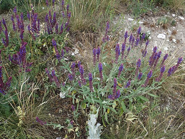 Salvia nemorosa \ Hain-Salbei, Steppen-Salbei, D Thüringen, Erfurt 6.6.2022