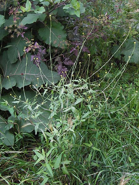 Sisymbrium officinale \ Weg-Rauke, D Mainz 30.6.2012