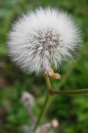 Sonchus oleraceus \ Kohl-Gnsedistel / Smooth Sow-Thistle, D Östringen-Eichelberg 25.5.2015