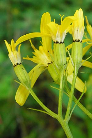 Senecio ovatus \ Fuchssches Greiskraut, Fuchs-Kreuzkraut / Woundwort, Wood Ragwort, D Beuron 26.7.2015