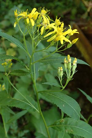 Senecio ovatus \ Fuchssches Greiskraut, Fuchs-Kreuzkraut / Woundwort, Wood Ragwort, D Beuron 26.7.2015