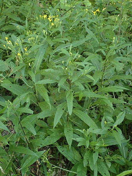 Senecio ovatus \ Fuchssches Greiskraut, Fuchs-Kreuzkraut / Woundwort, Wood Ragwort, D Beuron 26.7.2015