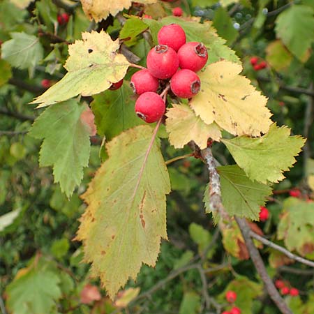 Sorbus latifolia s.l. \ Breitblttrige Mehlbeere, D Bensheim 13.9.2015