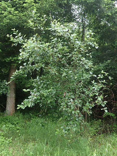 Sorbus lonetalensis / Lonetal Whitebeam, D Lonetal near Bissingen 9.6.2016